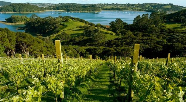 waiheke-island-2-624x341