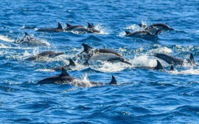 Festival de la Ballena y el Delfín