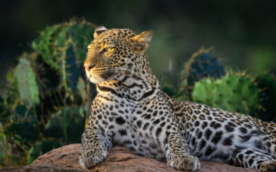 Los Big Five de África